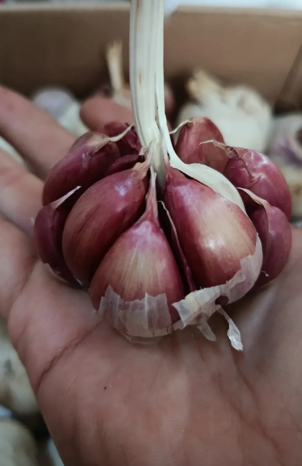 Alho roxo selecionado